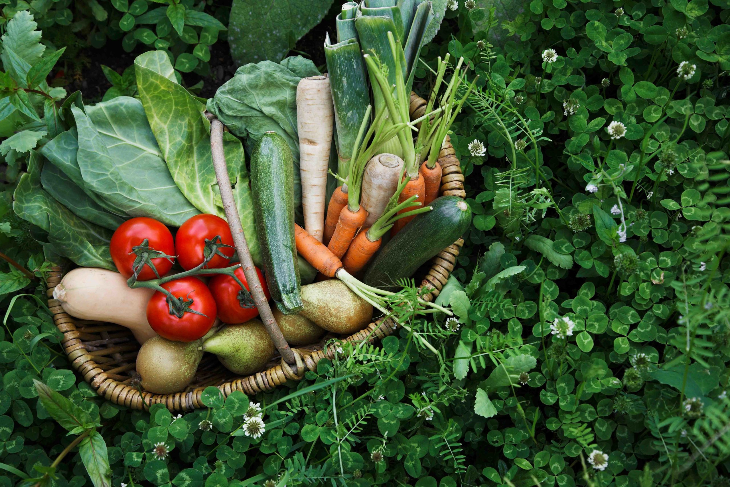 Micronutriënten